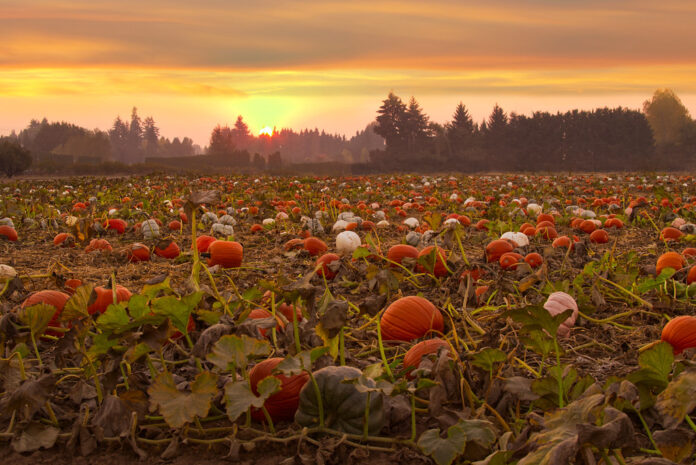 Pumpkin field at sunset, Willamette Valley, Oregon